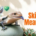 Skink Meaning