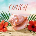 Conch Meaning