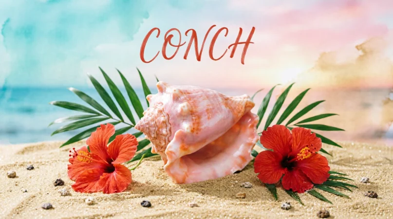 Conch Meaning